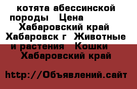 котята абессинской породы › Цена ­ 20 000 - Хабаровский край, Хабаровск г. Животные и растения » Кошки   . Хабаровский край